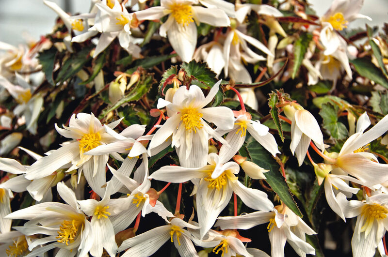 Begonia tuberhybrida Summerwings