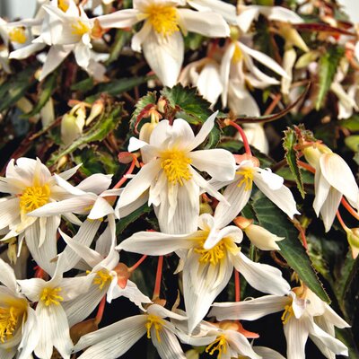 Begonia tuberhybrida Summerwings