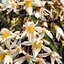 Begonia tuberhybrida Summerwings