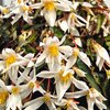 Begonia tuberhybrida Summerwings