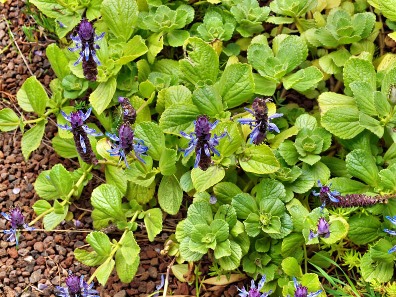 Coleus canina