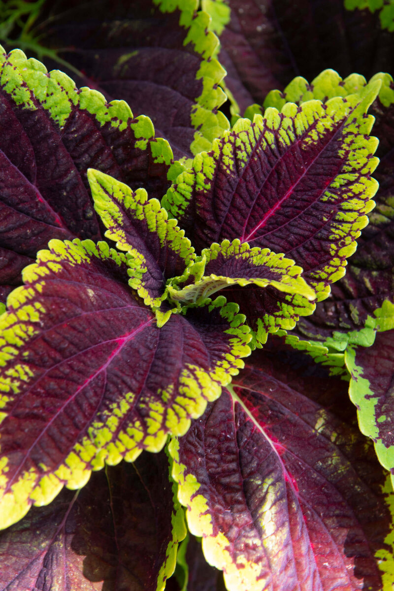 Coleus blumei 'Main Street Alligator Alley'