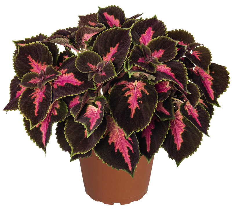 Coleus blumei 'Main Street Fifth Avenue'