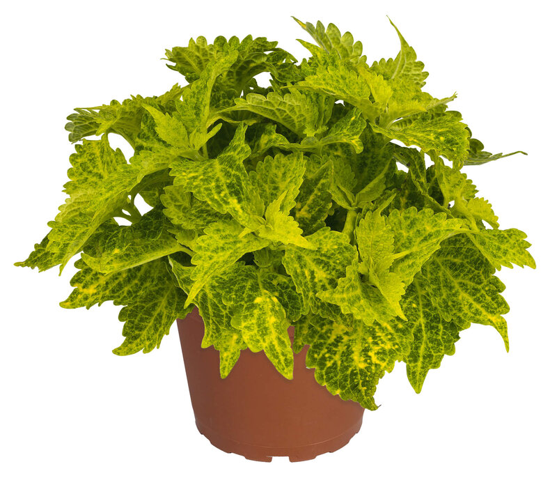 Coleus blumei 'Main Street River Walk'