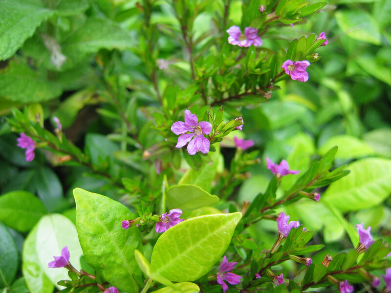 Cuphea hysopifolia