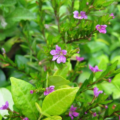 Cuphea hysopifolia