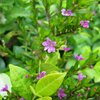 Cuphea hysopifolia