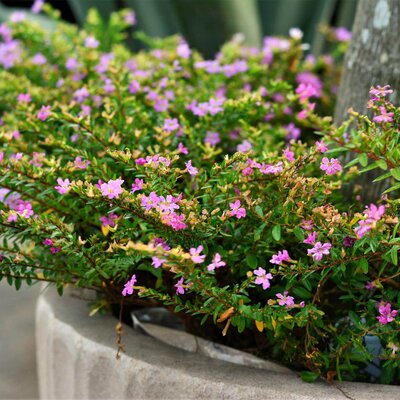 Cuphea hysopifolia