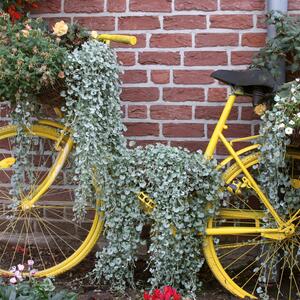 Dichondra 'Silverfalls'