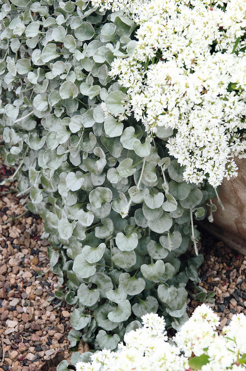 Dichondra 'Silverfalls'
