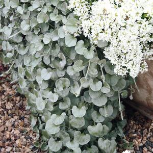 Dichondra 'Silverfalls'