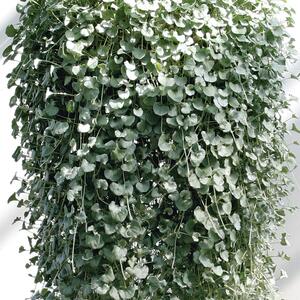 Dichondra 'Silverfalls'