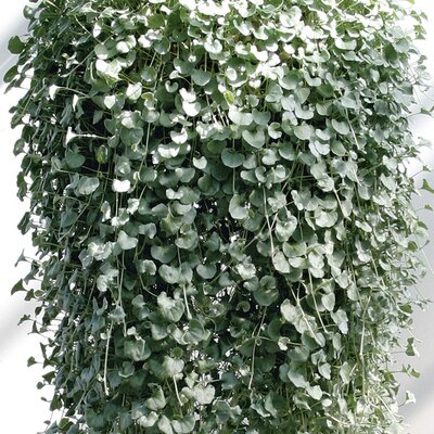 Dichondra 'Silverfalls'