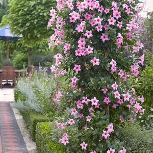 Dipladenia sanderiana Sundaville