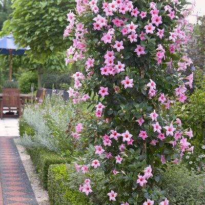 Dipladenia sanderiana Sundaville