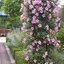 Dipladenia sanderiana Sundaville