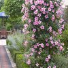 Dipladenia sanderiana Sundaville