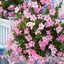 Dipladenia sanderiana Sundaville