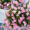 Dipladenia sanderiana Sundaville