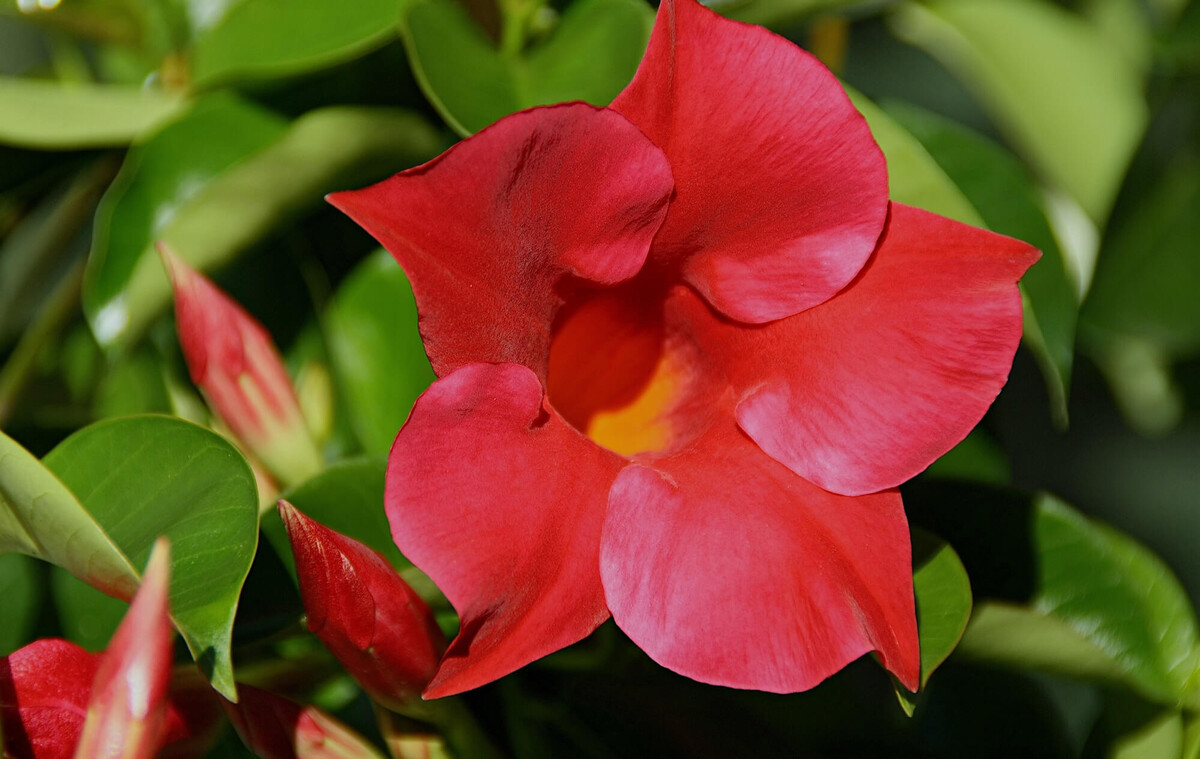 Mandevilla sanderi 'Sundaville', rot