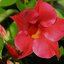 Dipladenia sanderiana Sundaville