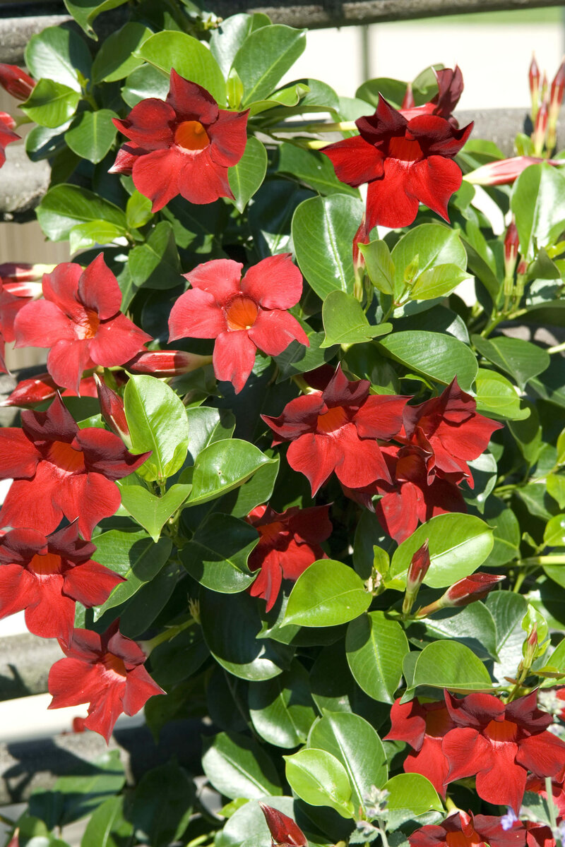 Dipladenia sanderiana Sundaville
