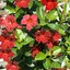 Dipladenia sanderiana Sundaville