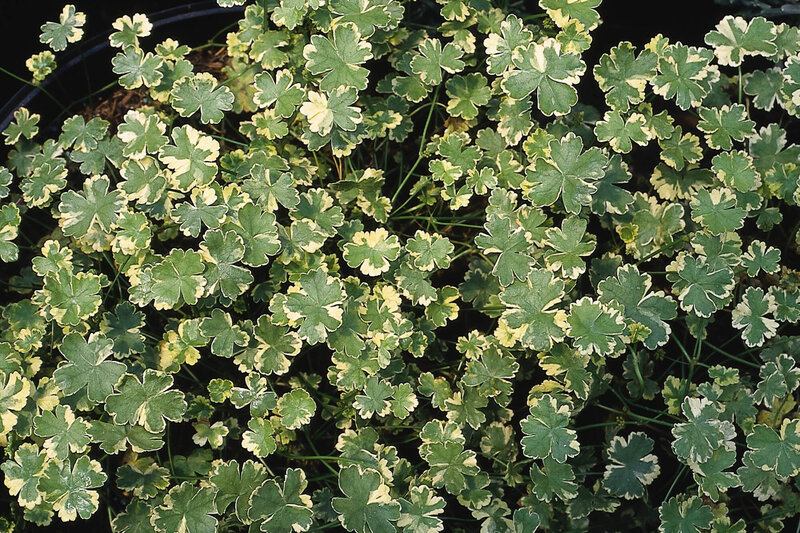 Glechoma