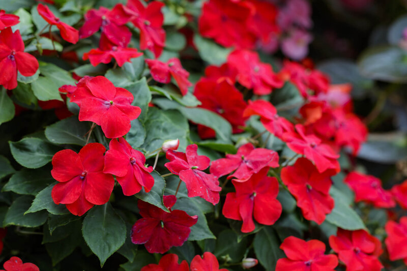 Impatiens Neu Guinea