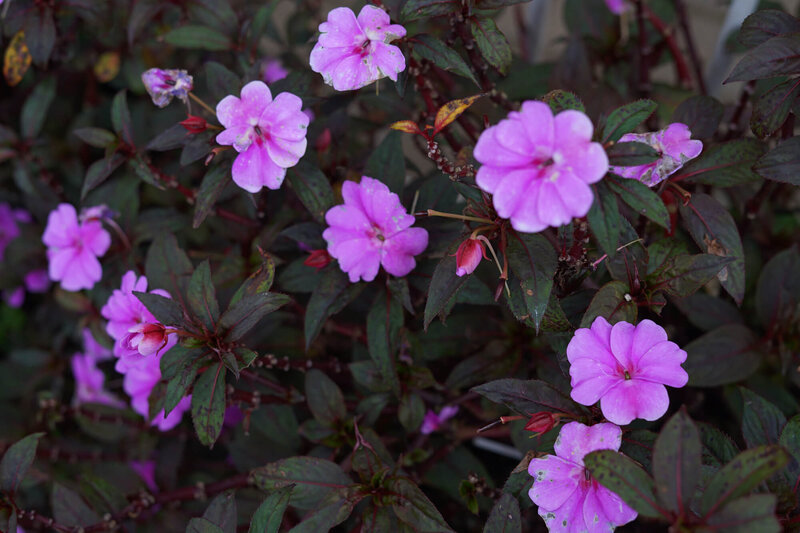 Impatiens Neu Guinea