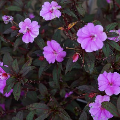 Impatiens Neu Guinea