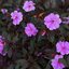 Impatiens Neu Guinea