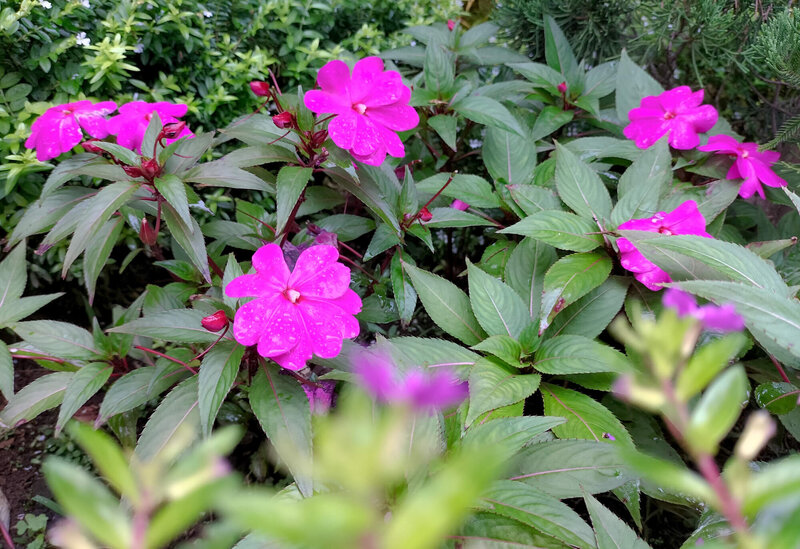 Impatiens Neu Guinea