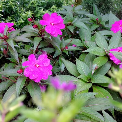 Impatiens Neu Guinea