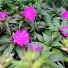 Impatiens Neu Guinea