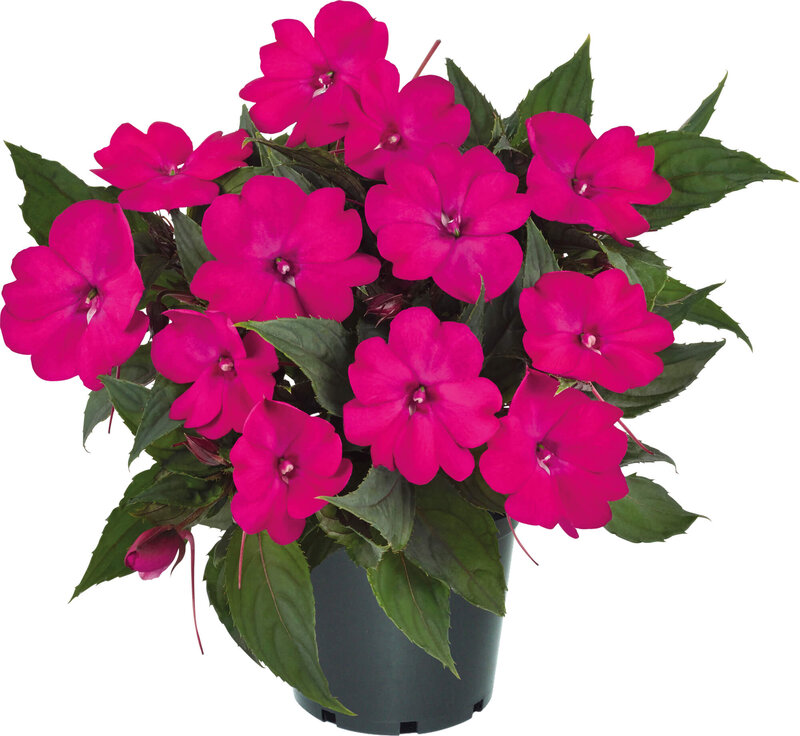 Impatiens Neu Guinea