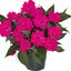 Impatiens Neu Guinea