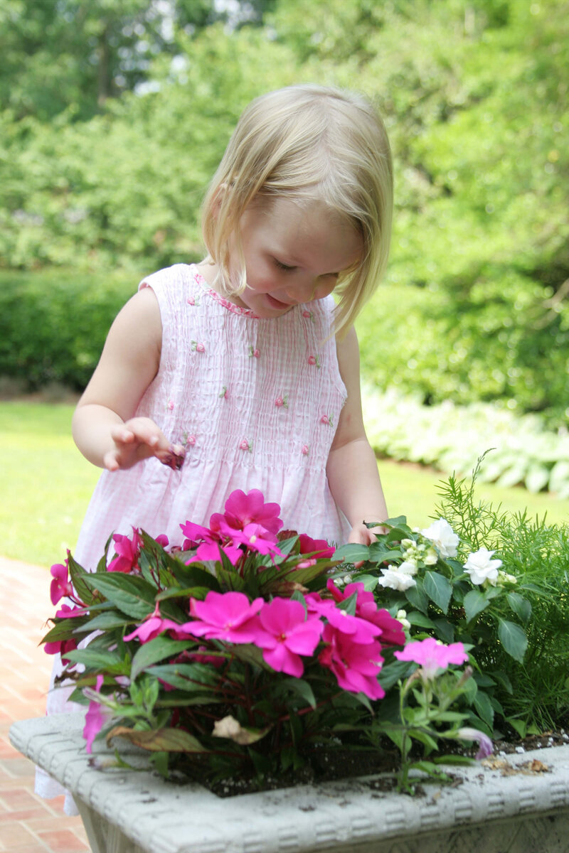 Impatiens Neu Guinea