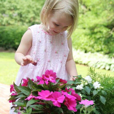 Impatiens Neu Guinea