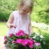 Impatiens Neu Guinea