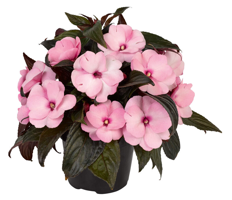 Impatiens Neu Guinea