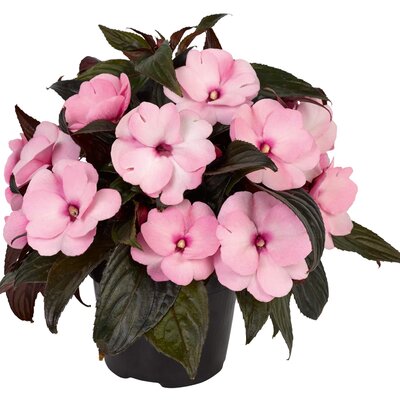 Impatiens Neu Guinea