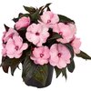 Impatiens Neu Guinea