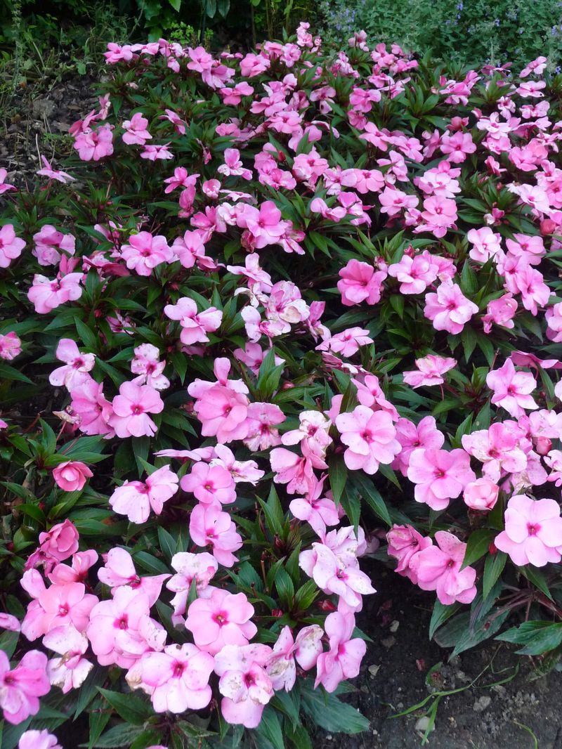 Impatiens Neu Guinea