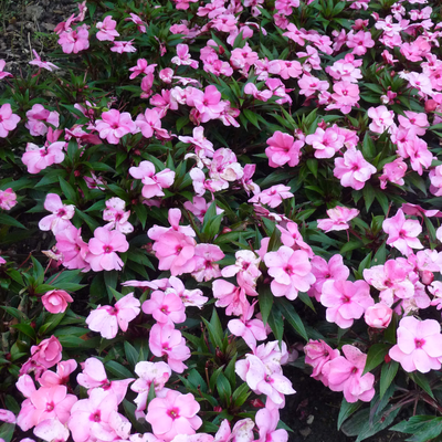 Impatiens Neu Guinea