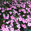 Impatiens Neu Guinea