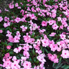 Impatiens Neu Guinea