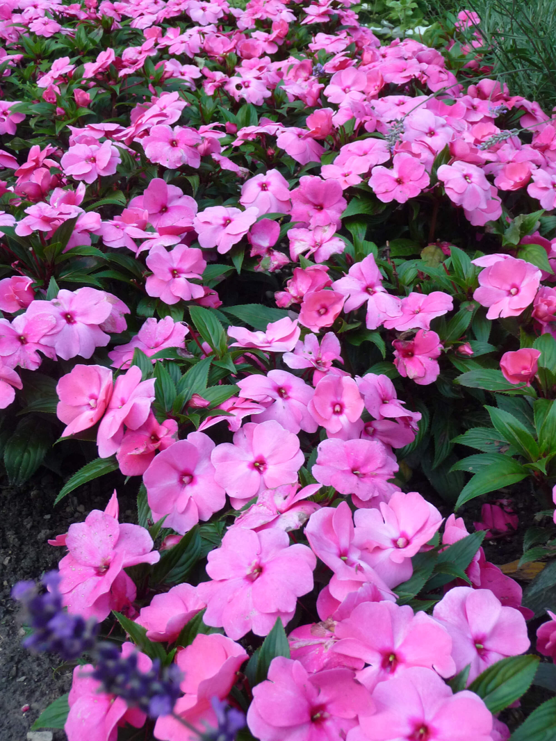Impatiens Neu Guinea