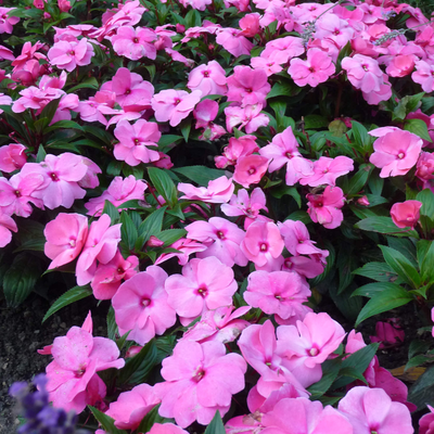 Impatiens Neu Guinea