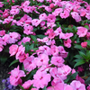 Impatiens Neu Guinea